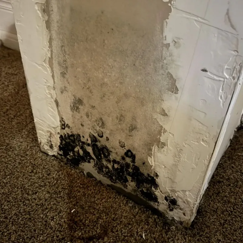 Professional Mold Removal in Morgan County, AL
